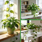 Pothos Potting Soil -Pure Natural Organic Soil 2qt, Well-Draining and Aerated for Healthy Indoor Plants