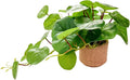 9'' Artificial Hanging Plant with Round Leaves Trailing Faux Greenery in Tan Diamond Planter with Foot Pads Small Indoor Fake Plant for Shelf, Bathroom, or Office Wall Decor