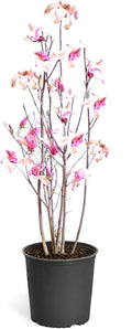 Brighter Blooms - Jane Magnolia Tree, 2-3 ft. - No Shipping to AK, AZ, HI, OR