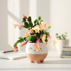 Thanksgiving Cactus, Peach Seasonal Blooms, Live Indoor Plant, Flowering Houseplant, Christmas Cactus, 4-Inch Pot, Holiday Decor, Pet Safe, Free Heat Pack