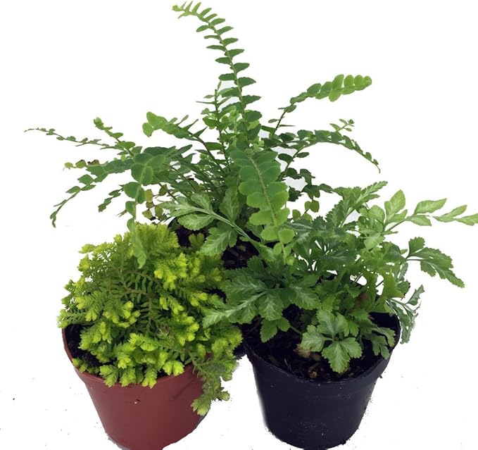 Mini Ferns for Terrariums/Fairy Garden - Live Plants - 3 Different Plants-2" Pots
