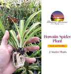 Hawaiian 2 Pack Live Spider Plants - Starter for Home & Office Decor - Air Purifying Rare Houseplants with White & Green Striped Foliage - Easy to Grow Indoor & Garden Plant (Pack of 1)