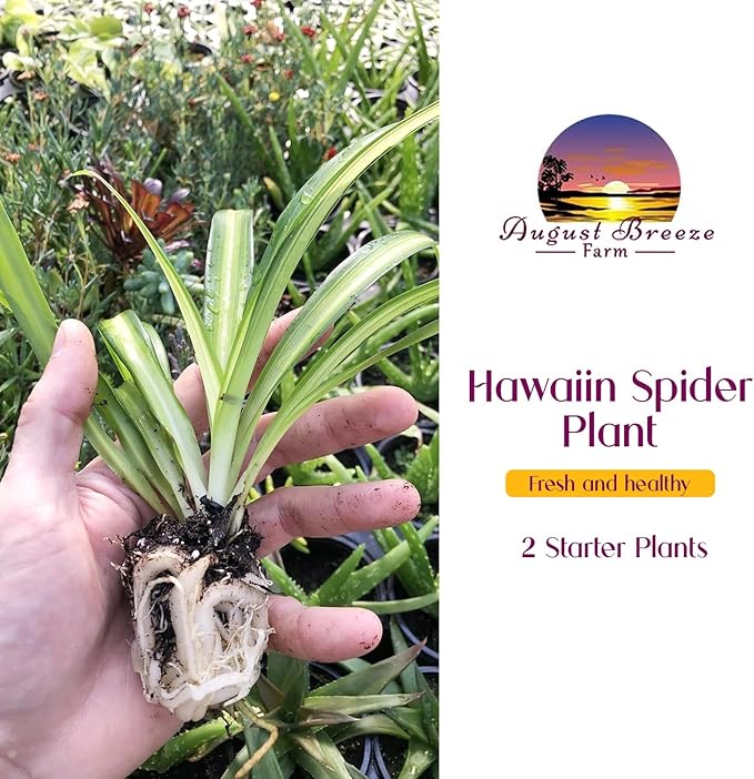 Hawaiian Spider Plant - 4 Pack Live Starter Plants - for Home & Office Decor - Air Purifying Rare Houseplants with White & Green Striped Foliage - Easy to Grow Indoor & Garden Plant