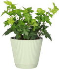 Thorsen's Greenhouse Live Green English Ivy Plant, Hedera Helix, Natural Air Purifier, Easy to Grow, Live Indoor Houseplant, 4" Diameter Pot (Sage)