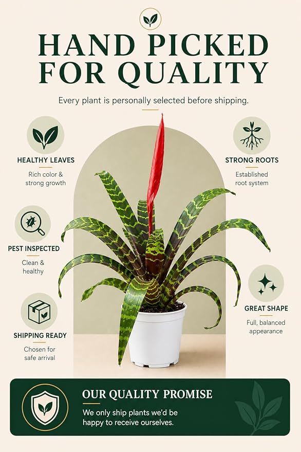 Bromeliad Flaming Sword Live Plant with Flower, Bromeliads Live Plant, Flowering Indoor Plants, Perfect Mothers Day Plants Gift, Colorful Live Plants