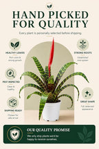 Bromeliad Flaming Sword Live Plant with Flower, Bromeliads Live Plant, Flowering Indoor Plants, Perfect Mothers Day Plants Gift, Colorful Live Plants