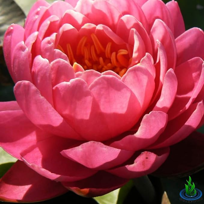 Live Water Lily Tuber Nymphaea Perry's Fire Opal Pink Red Hardy Aquatic Plants for Aquarium Freshwater Fish Pond Flower Garden