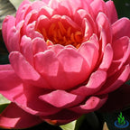 Live Water Lily Tuber Nymphaea Perry's Fire Opal Pink Red Hardy Aquatic Plants for Aquarium Freshwater Fish Pond Flower Garden
