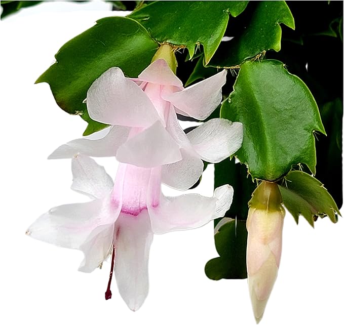 Thanksgiving Cactus, Live Indoor Plant, Flowering Houseplant, Christmas Cactus, Pink White Seasonal Blooms, 4-Inch Pot, Pet Safe Holiday Decor, Free Heat Pack