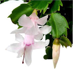 Thanksgiving Cactus, Live Indoor Plant, Flowering Houseplant, Christmas Cactus, Pink White Seasonal Blooms, 4-Inch Pot, Pet Safe Holiday Decor, Free Heat Pack
