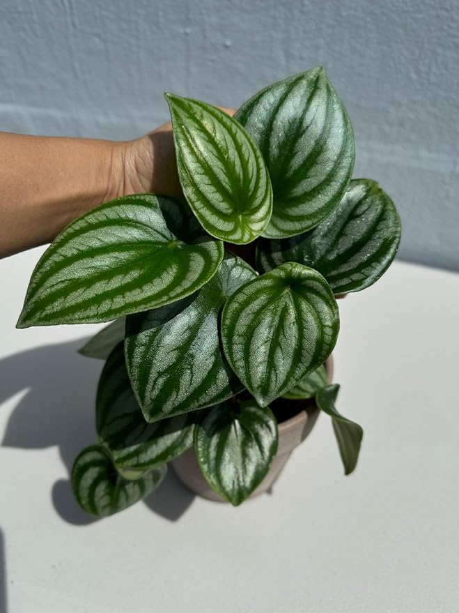 PLANTVERS Watermelon Peperomia in a 4" Grow Pot – Peperomia Argyreia – Indoor Watermelon Plant – Easy Care Air Purifying Houseplant – Low Maintenance Indoor Plant