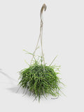 Rhipsalis Cashero Mistletoe Cactus-Large - Live Plant Easy Care, Low Maintenance for Home Decor - Air Purification Houseplant