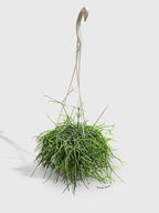 Rhipsalis Cashero Mistletoe Cactus-Large - Live Plant Easy Care, Low Maintenance for Home Decor - Air Purification Houseplant