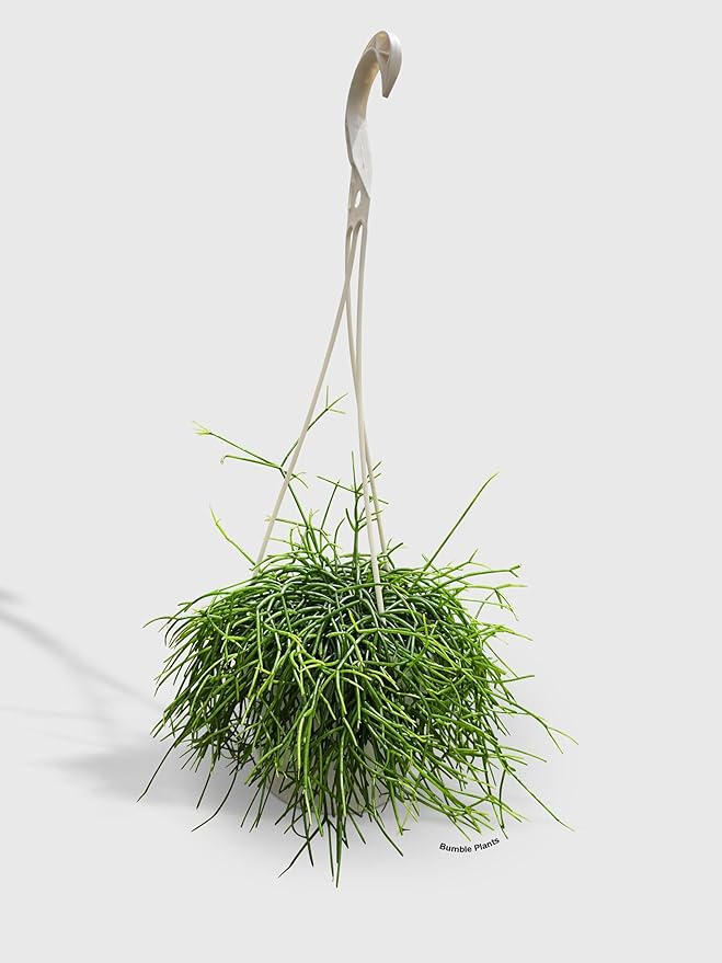 Rhipsalis Cashero Mistletoe Cactus-Large - Live Plant Easy Care, Low Maintenance for Home Decor - Air Purification Houseplant