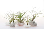 Tillandsia Air Plants Live Indoor Plants (100 Pack), Air Plants Bulk Party Favors or Wedding Favors Live Plants, Air Plant Lover Gifts, DIY Terrarium Kit, Air Succulents Plants Live by Plants for Pets