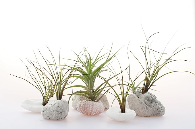 Tillandsia Air Plants Live Indoor Plants (12PK), Airplants Variety Live Plant Kit, Tropical Plants Live Houseplants, Air Plant Live Succulents Plants Live Plants Indoor House Plants by Plants for Pets