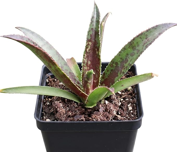 Mangave 'Thunderbird', 1.5" Plug - Live Succulent Plant, Agave Like Rosette, Low Maintenance Indoor Outdoor Plant for Home Garden Decor, Beginner-Friendly Live Plants