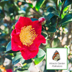 Perfect Plants Yuletide Camellia Bush 3 Gallon | Live Shrub for Outdoor Planting | Beautiful Early Spring Flowers | Red Flower with Yellow Center