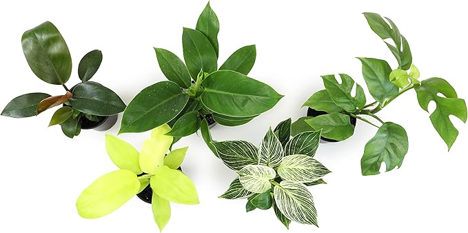 Real Philodendron Plant Variety Pack (Includes 4 Live Plants) in 4.25" Grower Pots, Easy to Grow Air Purifying Philodendrons, Seasonal Surprise Box, Easy & Popular Houseplants by Plants for Pets