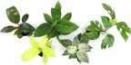 Real Philodendron Plant Variety Pack (Includes 4 Live Plants) in 4.25" Grower Pots, Easy to Grow Air Purifying Philodendrons, Seasonal Surprise Box, Easy & Popular Houseplants by Plants for Pets