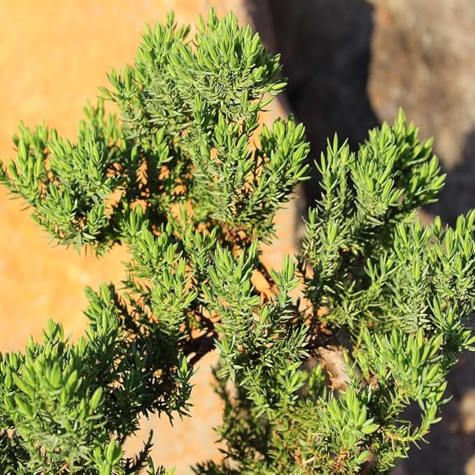 Brussel's Bonsai Live Green Mound Juniper Bonsai Tree - Medium, 5 Year, 6 to 10 Inches - Outdoor Bonsai Tree Live with Rock Bonsai Pot