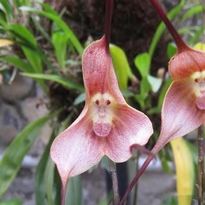 200+ Monkey Orchid Seeds for Planting, Perennial Rare Monkey Orchid Seed, Non-GMO Dracula Flowers Seeds for Bonsai Decoration, Home Garden