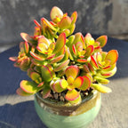 Sprout N Green Dwarf Jade with Green Stripe Pot, Live Crassula Ovata Crosby's Compact, Rare Cute Succulent Plant in 4" Planter, Home Office Décor