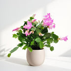Thanksgiving Cactus, Pink Seasonal Blooms, Live Indoor Plant, Flowering Houseplant, Christmas Cactus, 4-Inch Pot, Holiday Decor, Pet Safe, Free Heat Pack