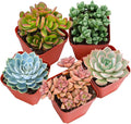 Sprout N Green 30 Live Succulent Plants, 6 Assorted Varieties of Real Succulents Potted in 2" Starter Pot with Soil Mix, Rare Small Indoor House Plants for Home Garden Wedding Decor Party Favor