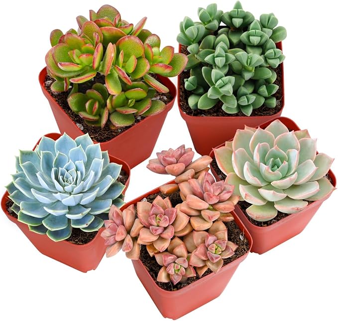 Sprout N Green 30 Live Succulent Plants, 6 Assorted Varieties of Real Succulents Potted in 2" Starter Pot with Soil Mix, Rare Small Indoor House Plants for Home Garden Wedding Decor Party Favor