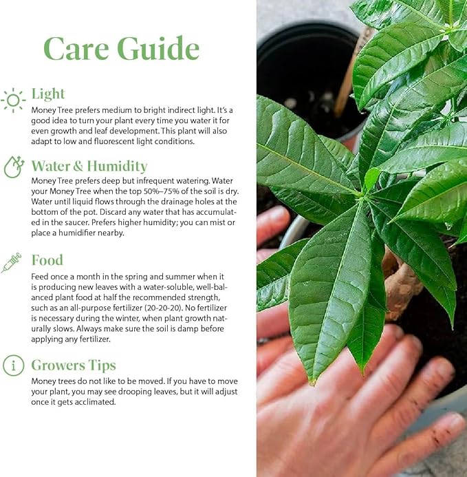 American Plant Exchange Money Tree – 4-Inch Pot with Cover – Live Easy Care Indoor Houseplant, Air-Purifying, Low-Light Bonsai Plant for Home, Office & Garden Decor