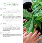 American Plant Exchange Money Tree – 4-Inch Pot with Cover – Live Easy Care Indoor Houseplant, Air-Purifying, Low-Light Bonsai Plant for Home, Office & Garden Decor