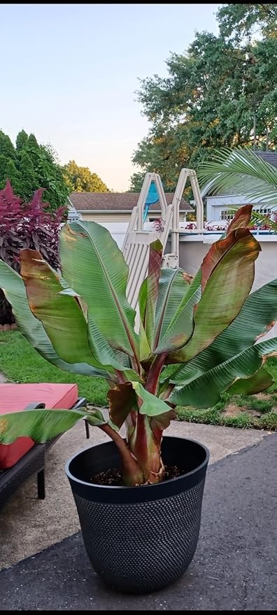 Ensete Maurelii - Red Abyssinian Banana Plant - Red Banana Tree - Potted Tropical Plants - Banana Tree Fruit Plants Live for Planting