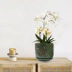 5+6 inch Orchid Pots with Holes, Orchid Pots for Repotting, Healthy Air Circulation Plant Pots for Plant Lovers, Planters for Indoor/Outdoor Plants, Set of 2