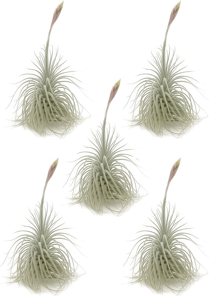 ragnaroc Live air Plant - Tillandsia Tectorum Air Plant 4-6" – 5ct – Unique Shape with Silvery Fuzz – Low Maintenance Houseplant – Perfect for Decor, Terrariums, Gifts - Live Arrival Guaranteed