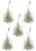 ragnaroc Live air Plant - Tillandsia Tectorum Air Plant 4-6" – 5ct – Unique Shape with Silvery Fuzz – Low Maintenance Houseplant – Perfect for Decor, Terrariums, Gifts - Live Arrival Guaranteed