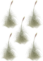 ragnaroc Live air Plant - Tillandsia Tectorum Air Plant 4-6" – 5ct – Unique Shape with Silvery Fuzz – Low Maintenance Houseplant – Perfect for Decor, Terrariums, Gifts - Live Arrival Guaranteed