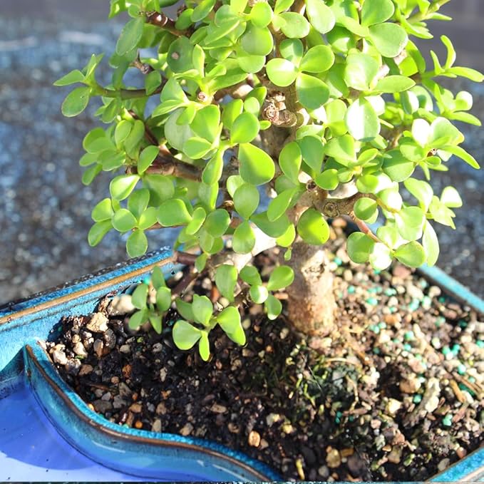 Brussel's Bonsai Live Dwarf Jade Bonsai Tree, Indoor - Medium, 4 Years Old, 8 to 12 Inches Tall - Jade Tree in Decorative Water Bonsai Pot