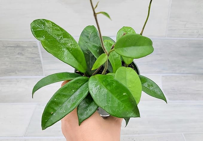 Hoya Carnosa Live in 4 inch Nursery Plant Pot Live Rare Exotic Tropical Indoor House Plants Easy to Grow Housewarming Gift Decoration Gift for Home or Office by 3exoticgreen