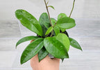 Hoya Carnosa Live in 4 inch Nursery Plant Pot Live Rare Exotic Tropical Indoor House Plants Easy to Grow Housewarming Gift Decoration Gift for Home or Office by 3exoticgreen