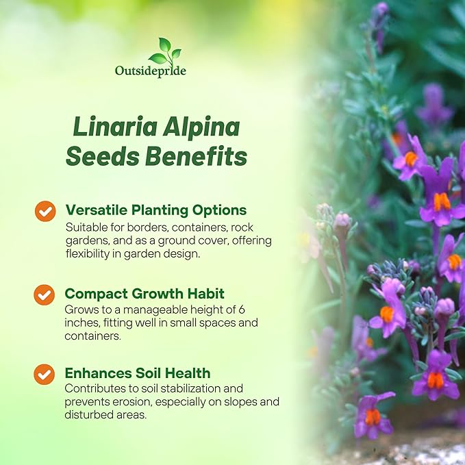 Outsidepride Linaria Alpina Alpine Toadflax Ground Cover Seeds - 250 Pcs Perennial, Dwarf Ground Cover, Attractive Green-Gray Foliage, Bright Violet Flowers Great in Full Sun & Well-Drained Rocky Soil