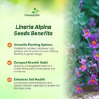 Outsidepride Linaria Alpina Alpine Toadflax Ground Cover Seeds - 250 Pcs Perennial, Dwarf Ground Cover, Attractive Green-Gray Foliage, Bright Violet Flowers Great in Full Sun & Well-Drained Rocky Soil