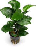 SubstrateSource Live Jungle Plants - Anubias Emerald Bloom (Anubias barteri) - Compact Epiphytic Rhizome Plant for Midground Freshwater Aquascapes, Emerald Green Accent - Pot