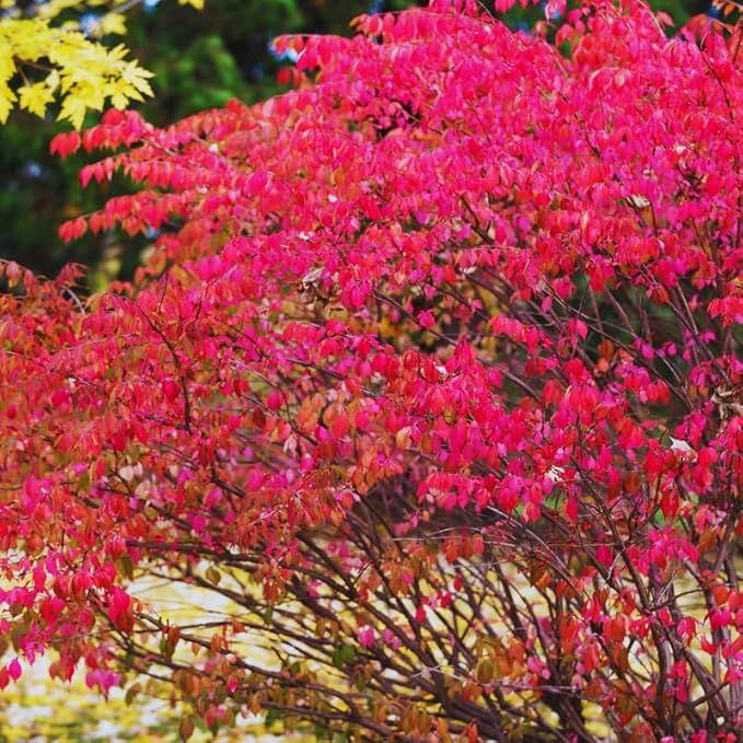 Red Burning Bush Shrub Live Plant, 2.5 Inches Pot, Dwarf Burning Bush Live Plant