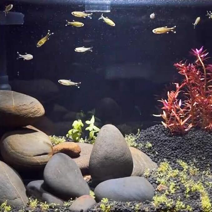 FANTIAN 5 lbs Natural Aquarium Rocks, 2-3 Inch Large Pebbles.Decorative River Rocks for Plants, Fish Tank, Garden, Paving, Fountain, Walkways and Outdoor Landscaping