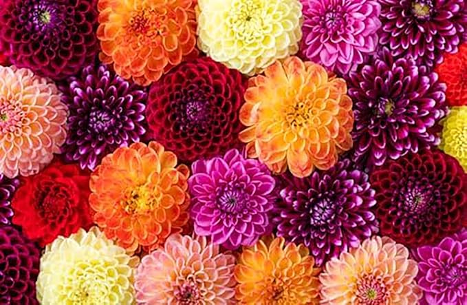 Lady Liberty Dahlia - 5 Gallon Size Bare Root Tuber - Giant Dahlia Bulbs for Spring Planting 2025 - Stunning Red and White Blooms for Outdoor Gardens