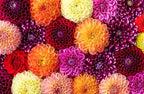 Lady Liberty Dahlia - 5 Gallon Size Bare Root Tuber - Giant Dahlia Bulbs for Spring Planting 2025 - Stunning Red and White Blooms for Outdoor Gardens