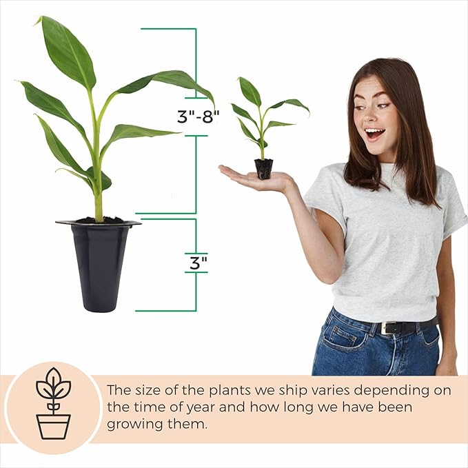 Banana Tree Gran Nain. Set of 4 Starter Live Plants (Double Mahoi)