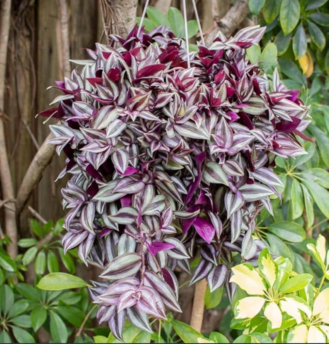 Tradescantia Plant Live 4'' Pot, Variegated Wandering Jew, Tradescantia Hanging Vine, Indoor Houseplant for Planting (Purple Wandering Jew)