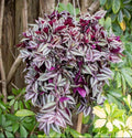 Tradescantia Plant Live 4'' Pot, Variegated Wandering Jew, Tradescantia Hanging Vine, Indoor Houseplant for Planting (Purple Wandering Jew)